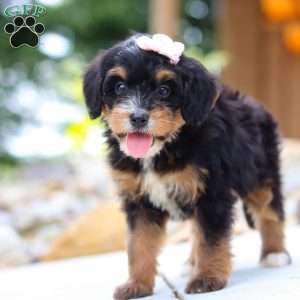 Sweet Caroline, Mini Bernedoodle Puppy